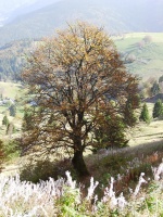 2001.10.13 - Schwarzwald, Musikausflug (21).JPG