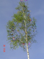 2005.04.30 - Maibaum (19).JPG
