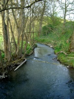 Impressionen - Die Gollach (02).JPG