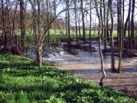 Impressionen - Die Gollach (25).JPG