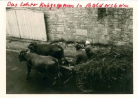 1961 - Letztes Kuhgespann.jpg