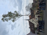 2016.04.30 - Maibaum (12).JPG