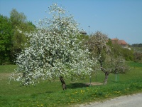 2011.04 - Impressionen (15).JPG