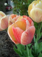 2011.04 - Impressionen (21).JPG