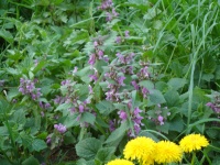 2011.04 - Impressionen (42).JPG
