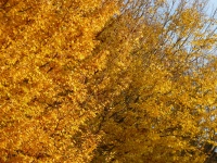 2011.11-12 - Herbststimmung (01).JPG