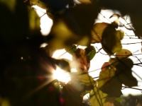 2011.11-12 - Herbststimmung (03).JPG