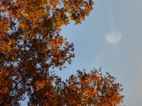 2011.11-12 - Herbststimmung (04).JPG