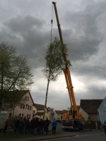 2015.04.30 - Maibaum (11).JPG