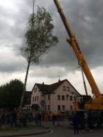2015.04.30 - Maibaum (13).JPG